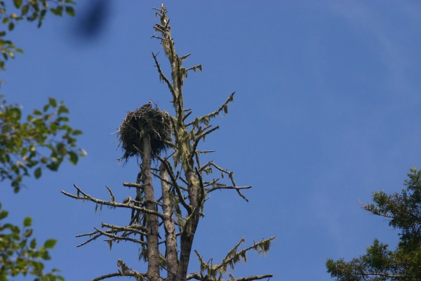 Osprey Nest